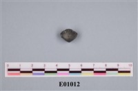 藏品(石燕及其他腕足動物)的圖片